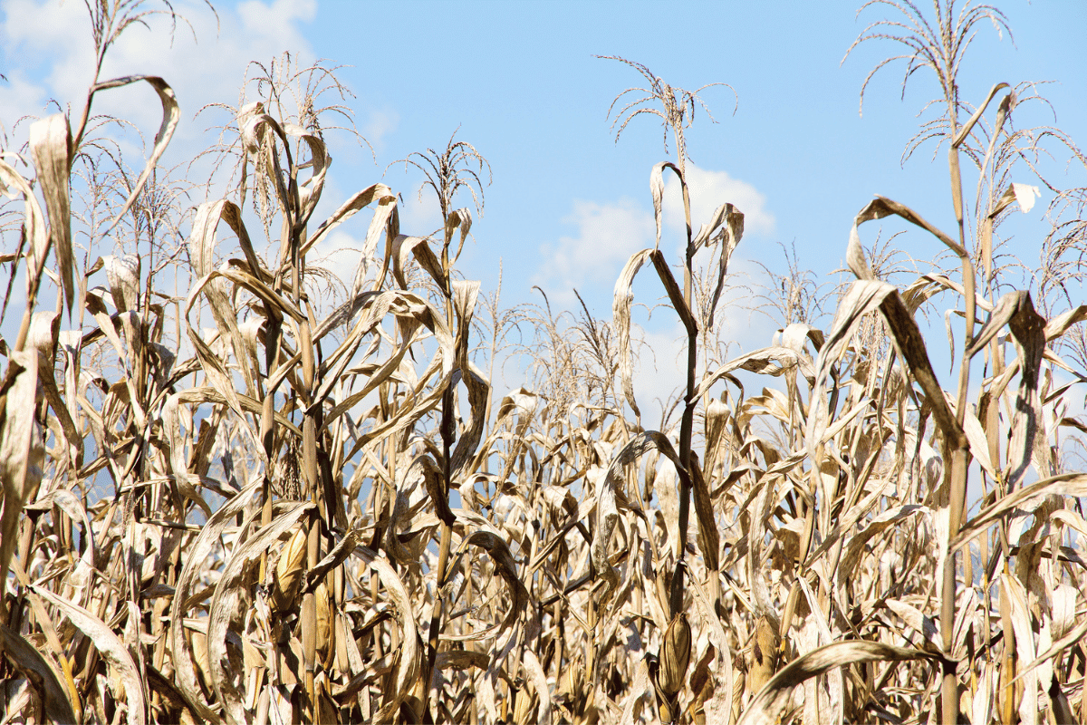 drought in a corn field.png